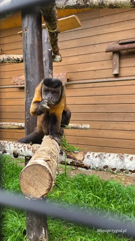 Podlaska Toskania – park zwierząt i rozrywki | Mini Zoo